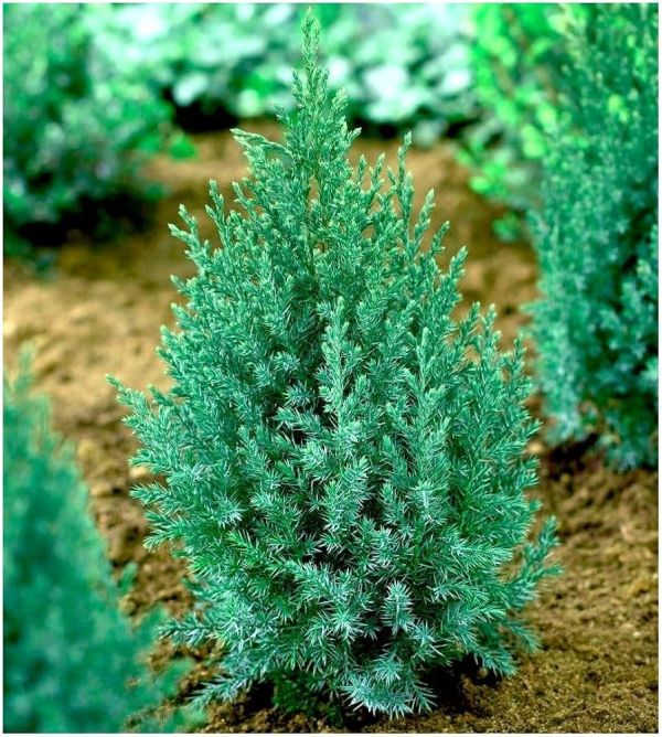 j. stricta