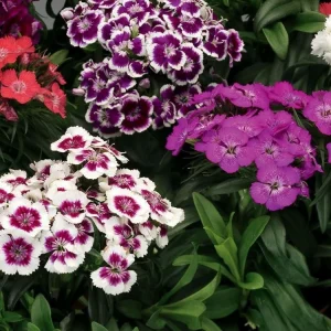 dianthus 2