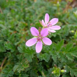 s189398959813483828 p40 i1 w800.jpeg