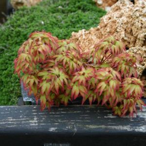 acer little princess