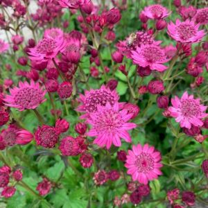 astrantia