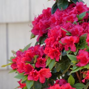 azalea