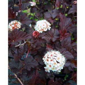 blærespirea diabolo
