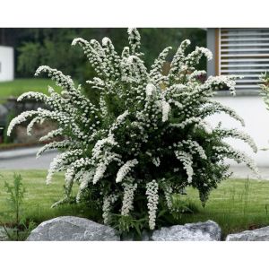 brudespirea