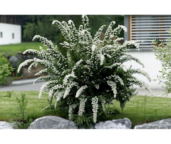 brudespirea