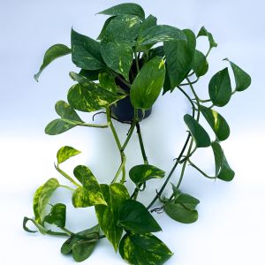 epipremnum