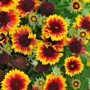 xr:d:daf uh c7wq:164,j:927037841103243151,t:24032001