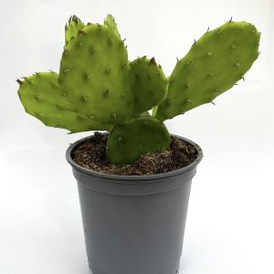 kaktus