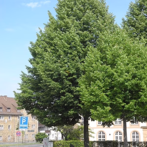 parklind