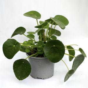 pengeplante