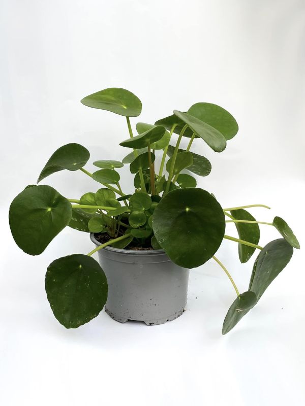 pengeplante