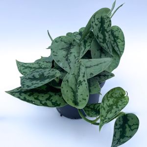 Inneplanter / -blomster