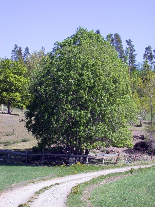selje