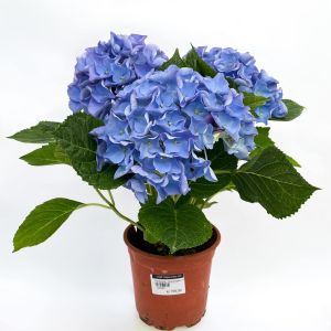 stuehortensia