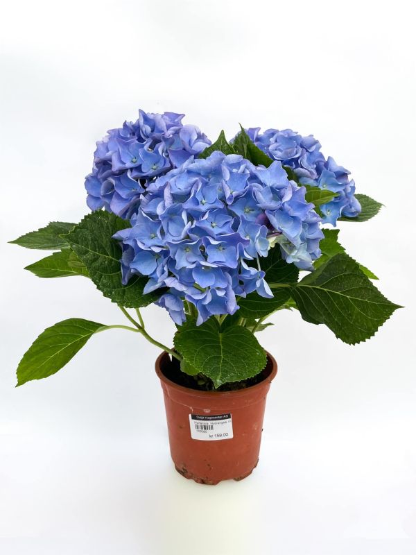 stuehortensia