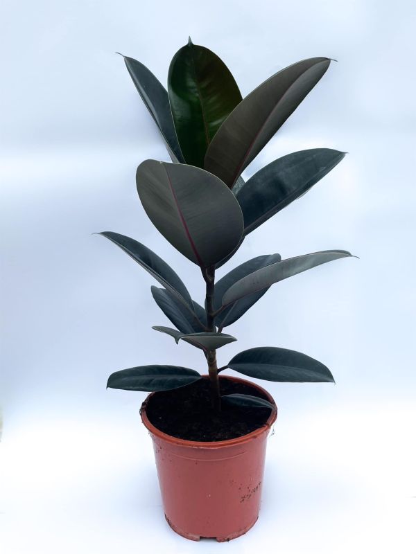 stueplante 3
