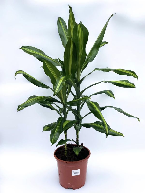 stueplante 4