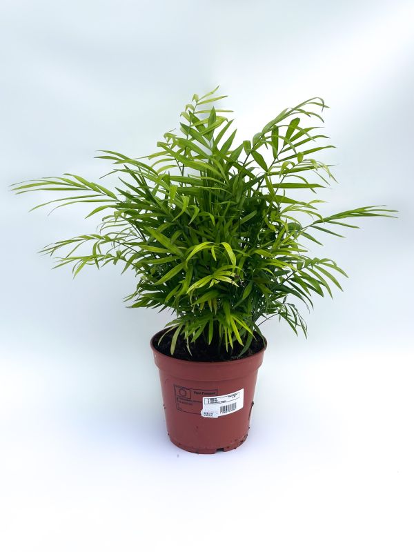 stueplante5