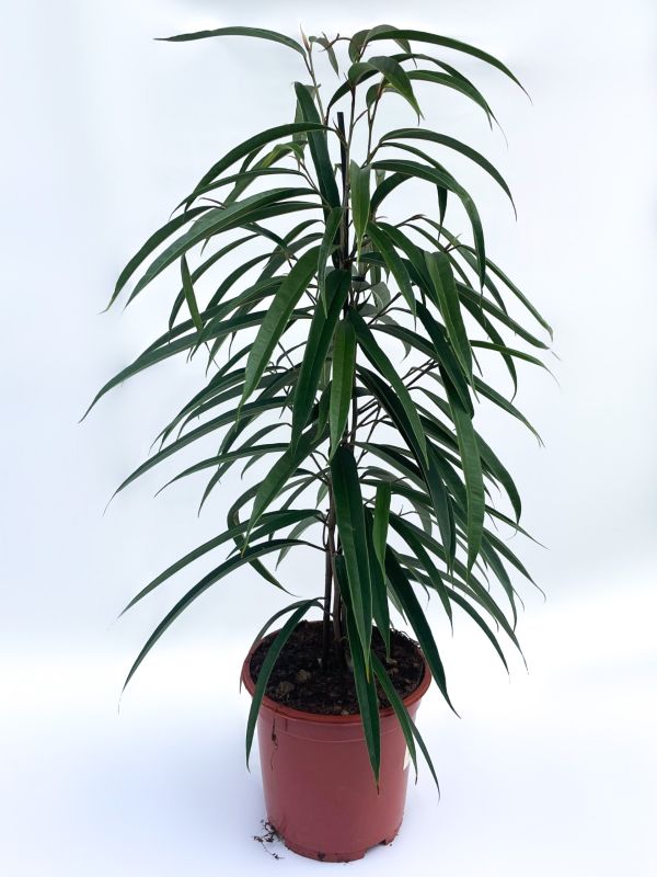 stueplante6