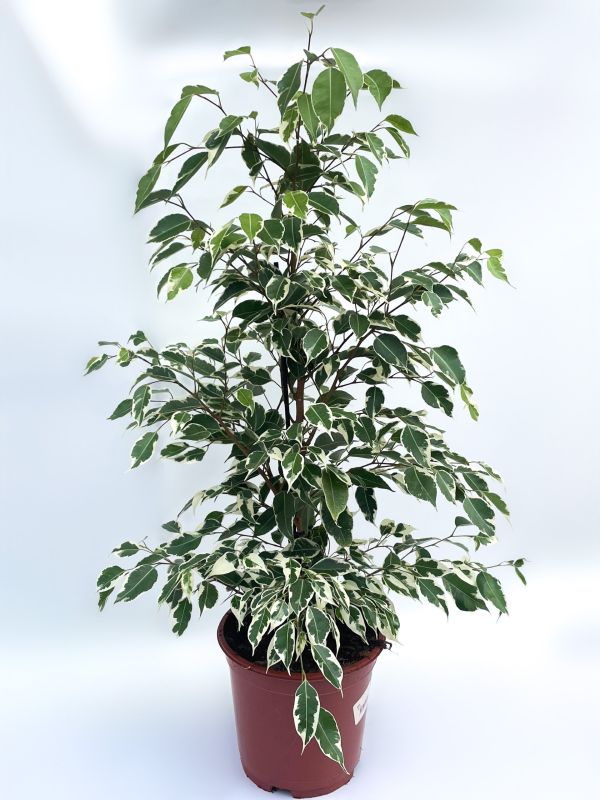 stueplante8