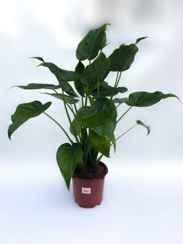 stueplante9