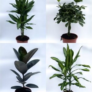 stueplanter