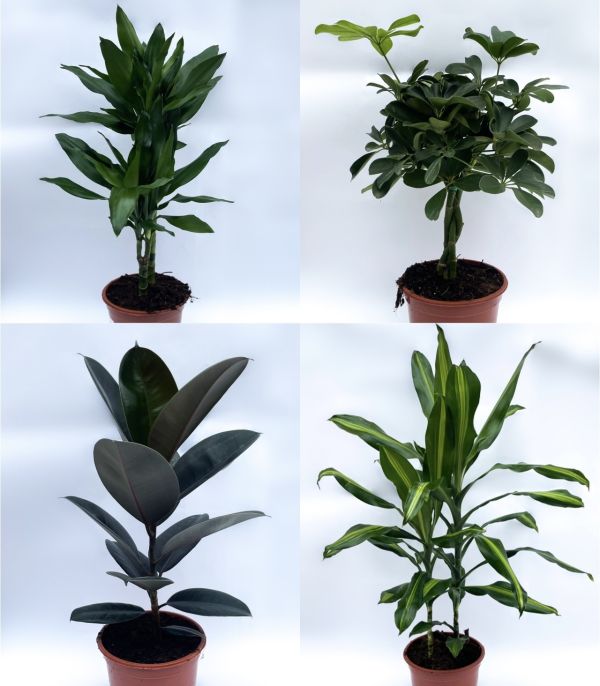stueplanter