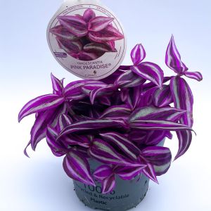 tradescantia