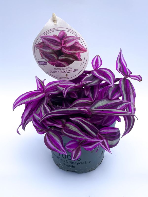 tradescantia