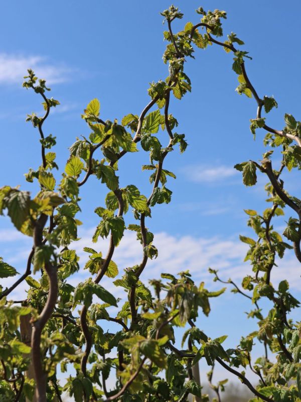 haselnuss 'medusa' corylus avellana 'medusa'