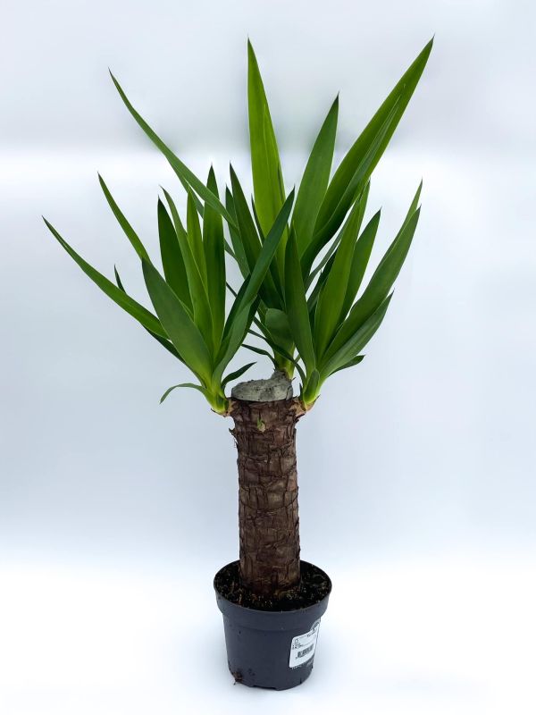 yucca