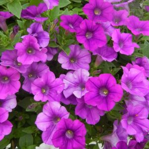 Sommerblomster