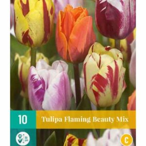 tulipan løk 2