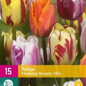 tulipan løk mix