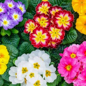 primrose,primula,vulgaris,blossom.,multicolor,country,garden,primula,flowers,,top